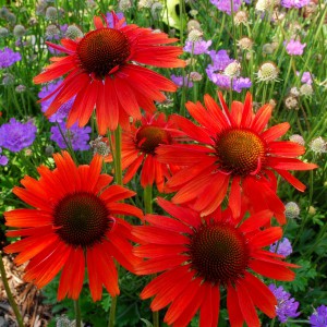 Jeżówka purpurowa (Echinacea) Hot Lava sadzonka p12