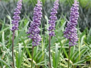 Liriope szafirkowe (Liriope muskari) Money Maker sadzonka