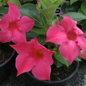 Sandewilla (Sundaville, dipladenia) Classic Pink sadzonka