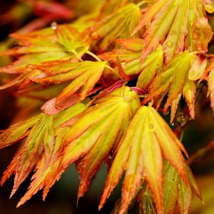 Klon palmowy (Acer palmatum) Orange Dream c2 80-100cm