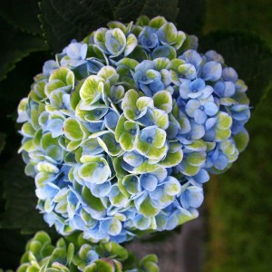 Hortensja ogrodowa (Hydrangea) Revolution sadzonka 20-30cm
