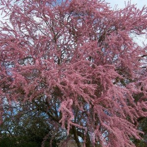 Tamaryszek rozgałęziony (Tamarix ramosissima) Rubra c2 40-50cm