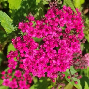 Tawuła japońska (Spirea japonica) Anthony Waterer c2 30-40cm