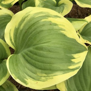 Funkia (Hosta) Sweet Innocence sadzonka