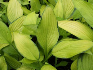 Funkia (Hosta) Midwest Magic sadzonka