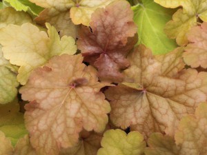 żurawka - Heuchera Midas Touch