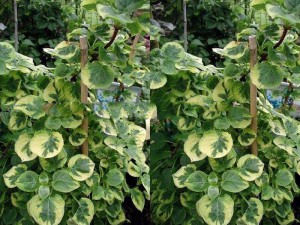 Hortensja pnąca (Hydrangea petioralis) Mirranda c2 40-50cm