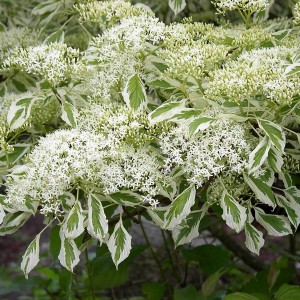 Dereń pagodowy (Cornus controversa) Variegata c4 60-70cm