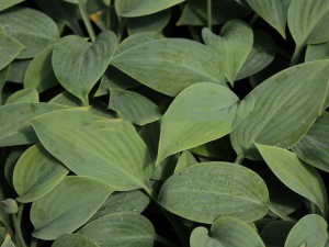 Funkia (Hosta) Prairie Sky sadzonka