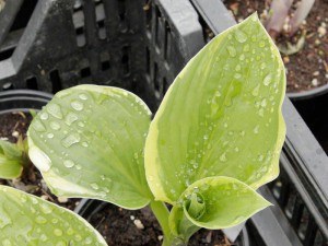 Funkia (Hosta) Lakeside Premier sadzonka c1
