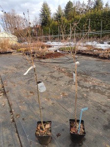 Bez - lilak Meyera (Syringa meyeri) Palibin c4 szczepiony na pniu 130-140 cm