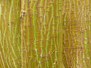 Klon hondoański, wężowy (Acer capillipes) c4 120-150cm