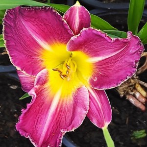 Liliowiec (Hemerocallis) Black Stockings