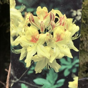 Azalia wielkokwiatowa (Azalea) Golden Sunset c2 45-55cm