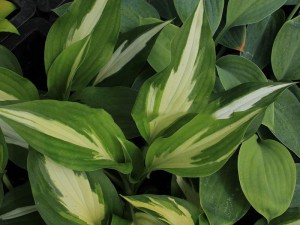 Funkia (Hosta) Christmas Candy sadzonka