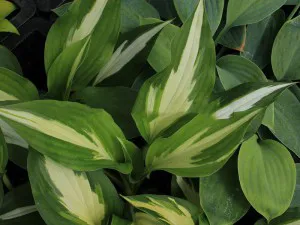 Funkia (Hosta) Christmas Candy sadzonka