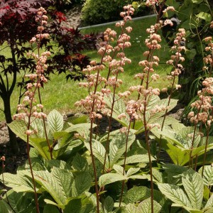 Rodgersia pierzasta (Rodgersia pinnata) Hercules sadzonka
