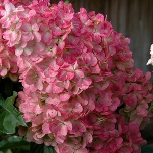 Z.Hortensja bukietowa na pniu (Hydrangea) Vanille Fraise c7,5 120-170cm