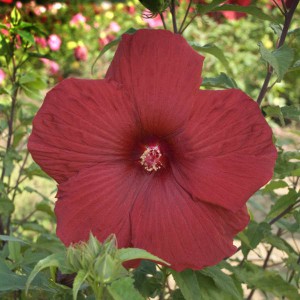 Hibiskus bylinowy (Hibiscus moscheutos) My Valentine sadzonka