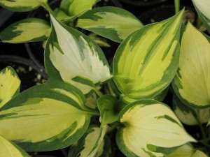 Funkia (Hosta) Morning Lights sadzonka