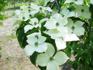Dereń kousa (Cornus kousa) odmiana chińska c5-7,5l 180-190cmcm