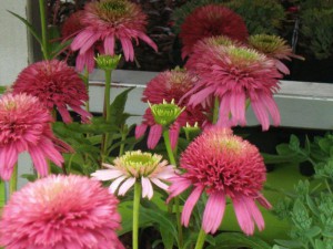 jeżówka purpurowa - Echinacea Piccolino