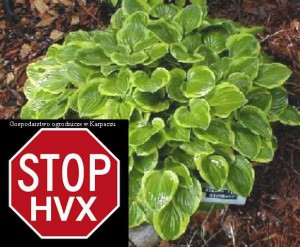 Funkia (Hosta) Golden Tiara c 1