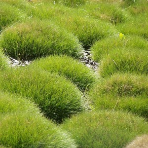 Trawa kostrzewa Festuca Gautiera Teddybar niedźwiedzia trawa
