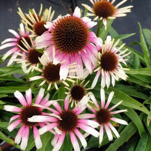Jeżówka purpurowa (Echinacea) Fountain Pink Eye sadzonka