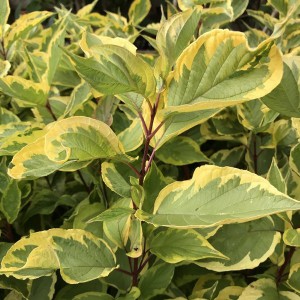Dereń biały (Cornus alba) Gouchaultii c2,5 120cm