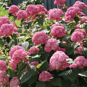 Hortensja drzewiasta (Hydrangea arbor.) Pink Annabelle (Anabelle) Invincibelle c3
