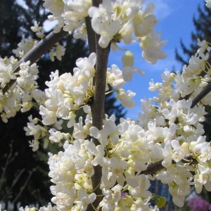 Judaszowiec chiński (Cercis chin.) Shirobana c4 100-130cm