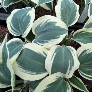 Funkia (Hosta) Firn Line  sadzonka c1,5