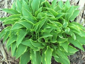 funkia - (Hosta) Lemon Delight
