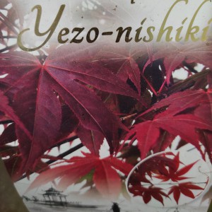 Klon palmowy (Acer palm.) Yezo-Nishiki c3 60-80 cm