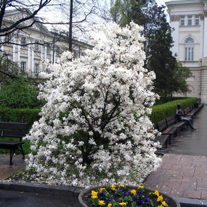 Magnolia gwiaździsta biała (Magnolia stellata) c3 80-100cm