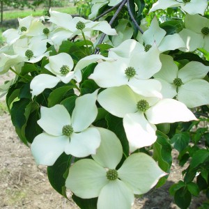 Dereń kousa (Cornus kousa) odmiana chińska p11 100-130cm