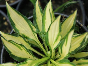 Funkia (Hosta) Tenny Wheeny Bikini sadzonka