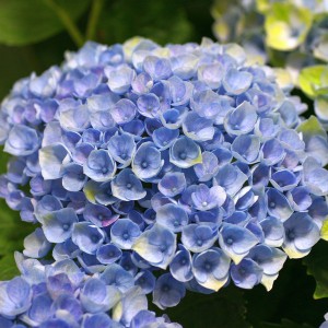 Hortensja ogrodowa (Hydrangea) Revolution c3 30-40cm