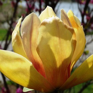 Magnolia Sunsation (Magniolia) c3 50-80cm