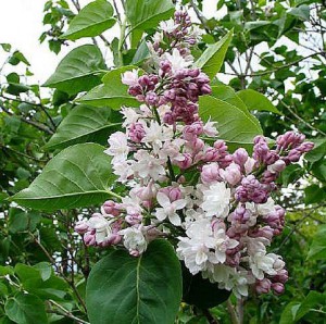 Bez (Syringa) Lilak Krasawica Moskwy - kwitnący 80-100cm c3