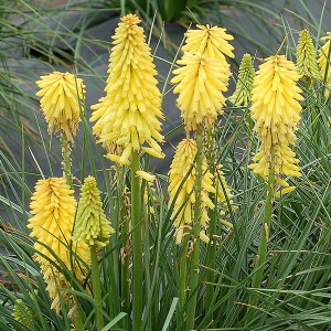 Trytoma (Kniphofia) Poco Yellow sadzonka