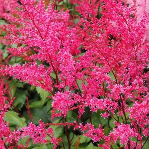 Tawułka pojedynczolistna (Astilbe simplicifolia) Aphrodite c2