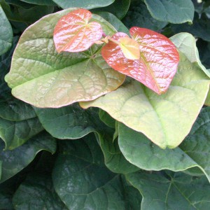 Judaszowiec kanadyjski (Cercis canadensis) Little Woody c4 80-120cm
