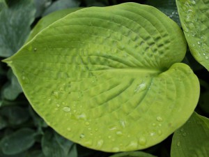 funkia - (Hosta) Zounds