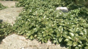 Runianka japońska (Pachysandra terminalis) Green Carpet sadzonka