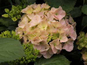 hortensja - seria Everbloom - Hydrangea Pink Wonder c4