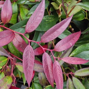 Kiścień japoński Royal Ruby (Leucothoe keiskei) c2 30-40 cm