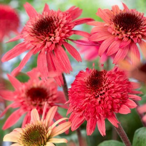 Jeżówka purpurowa (Echinacea) Raspberry Truffle sadzonka p12