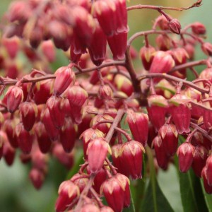Pieris japoński (Pieris japonica) Valley Valentine c1 45-50cm